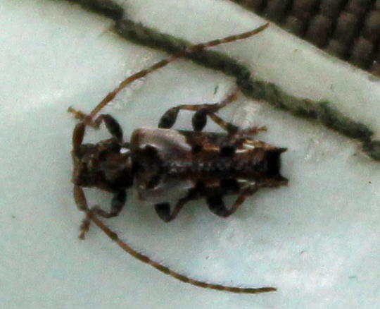 Pogonocherus hispidus